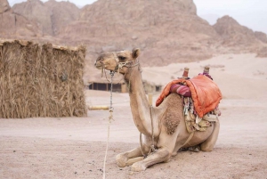 Sharm El-Sheikh: Excursão de um dia no deserto com tenda beduína e buggy