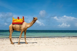 Sharm El Sheikh: Blue Hole Park Day Snorkeling Tour & Lunch