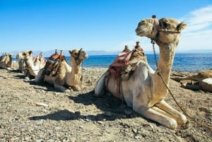Sharm El-Sheikh: Dahabin retki lounaalla.