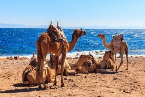 Sharm El Sheikh: Dahab, Canyon, Kamel und Schnorchel Jeep Tour