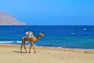 Sharm El Sheikh: Dahab, Canyon, Camel, and Snorkel Jeep Tour