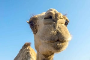Sharm El Sheikh: Dahab, Canyon, Camel, and Snorkel Jeep Tour