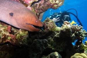 Sharm El Sheikh: Vela di un giorno verso l'Isola Bianca e Ras Mohamed