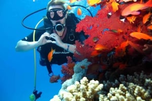 Sharm El Sheikh: Vela di un giorno verso l'Isola Bianca e Ras Mohamed