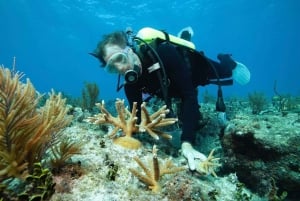 Sharm El Sheikh: Vela di un giorno verso l'Isola Bianca e Ras Mohamed