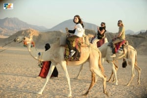 Sharm El Sheikh: Woestijnsafari met quad & sterrenkijken