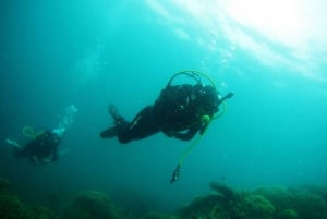 Sharm El Sheikh: Tiran Island Diving Trip with Transfer