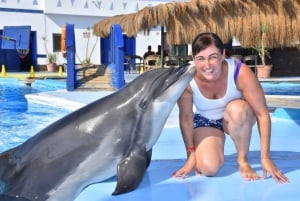 Sharm El-Sheikh: Dolphin Show with Hotel Transfer