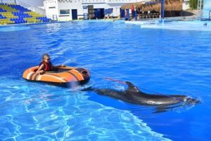 Sharm El-Sheikh: Dolphin Show with Hotel Transfer