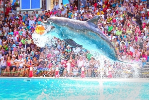 Sharm El-Sheikh: Dolphin Show with Hotel Transfer