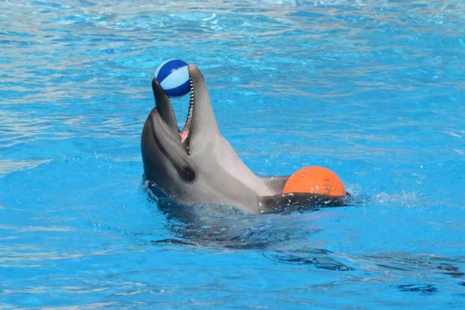 Sharm el-Sheikh : Spectacle de dauphins et baignade facultative avec les dauphins