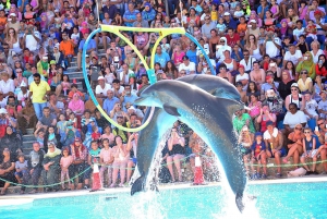 Sharm el-Sheikh: Dolphin Show & Optional Swimming w/Dolphins