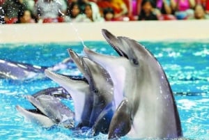 Sharm el-Sheij: Espectáculo con delfines y baño opcional con delfines