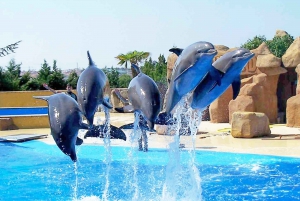 Sharm el-Sheij: Espectáculo con delfines y baño opcional con delfines