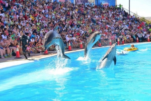 Sharm el-Sheikh : Spectacle de dauphins et baignade facultative avec les dauphins