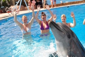 Sharm el-Sheikh: Show dos golfinhos e natação opcional com golfinhos