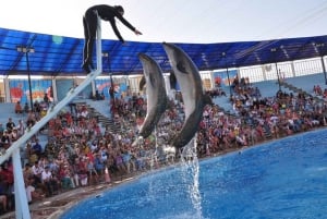 Szarm el-Szejk: Pokaz delfinów i opcjonalne pływanie z delfinami