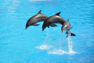 Sharm el-Sheikh: Delfinshow og valgfri svømming med delfiner