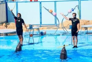 Sharm El Sheikh Dolphin Show