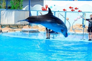 Sharm El Sheikh Dolphin Show