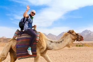 Sharm El Sheikh: Dune Buggy, Horse & Camel Ride w Breakfast