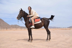 Sharm El Sheikh: Exciting 1 Hour Horseback Riding Adventure
