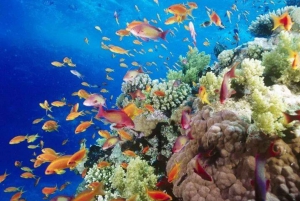Sharm el-Sheij: Tour costero en barco con fondo de cristal
