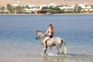 Sharm El Sheikh: Horse Ride Along The Coast with Transfers