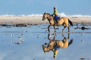 Sharm El-Sheikh : Horse Riding on the Beach