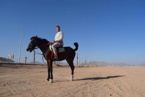 Sharm El-Sheikh: Desert Horseback Riding Tour with Transfer