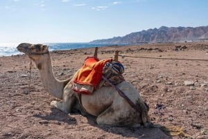 Sharm Private Jeep Safari, sterrenkijken & luxe diner