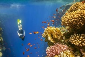 Sharm El Sheikh: Rejs luksusową łodzią z nurkowaniem i lunchem