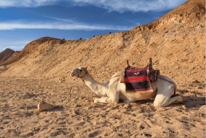 Sharm El-Sheikh: Morgens Wüste ATV Quad & Buggy Abenteuer