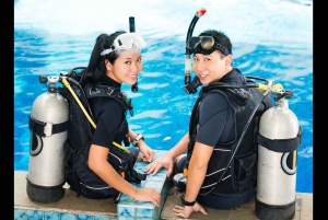 Sharm el Sheikh: PADI Diving Courses Package