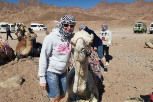 Sharm El-Sheikh Parasailing, paseo en camello, buceo y quad