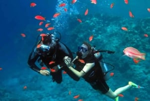 Sharm El Sheikh: Ras Mohamed & White Island Dive & Snorkel