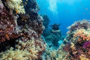 Sharm El Sheikh: Ras Mohamed & White Island Dive & Snorkel