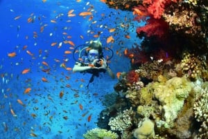 Sharm El Sheikh: Ras Mohamed & White Island Dive & Snorkel