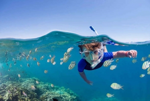 Sharm El Sheikh: Ras Mohamed, Ilha Branca, snorkel e mergulho