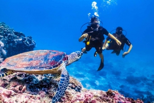 Sharm El Sheikh: Ras Mohamed, White Island, snorkling og dykning