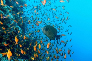Sharm El Sheikh: Ras Mohamed, Wit eiland, snorkelen & duiken