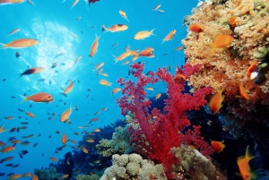 Sharm El Sheikh: Ras Mohamed, White Island, snorkling og dykning