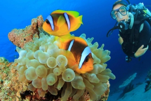 Sharm El Sheikh : Ras Mohamed, White Island, Snorkel & Diving