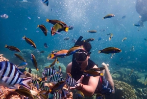 Sharm El Sheikh: Ras Mohamed, Ilha Branca, snorkel e mergulho