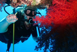 Sharm El Sheikh: Ras Mohamed Cruise with Snorkeling & Lunch