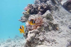 Sharm El Sheikh: Ras Mohamed & White Island-resa med lunch