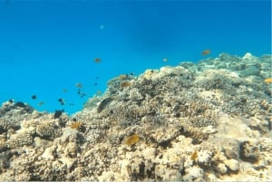 Sharm El-Sheikh: Crociera a Ras Mohammed e all'Isola Bianca
