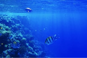 Sharm El-Sheikh: Crociera a Ras Mohammed e all'Isola Bianca