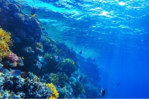 Sharm El-Sheikh: Crociera a Ras Mohammed e all'Isola Bianca