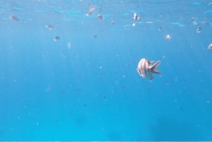 Sharm El-Sheikh: Crociera a Ras Mohammed e all'Isola Bianca